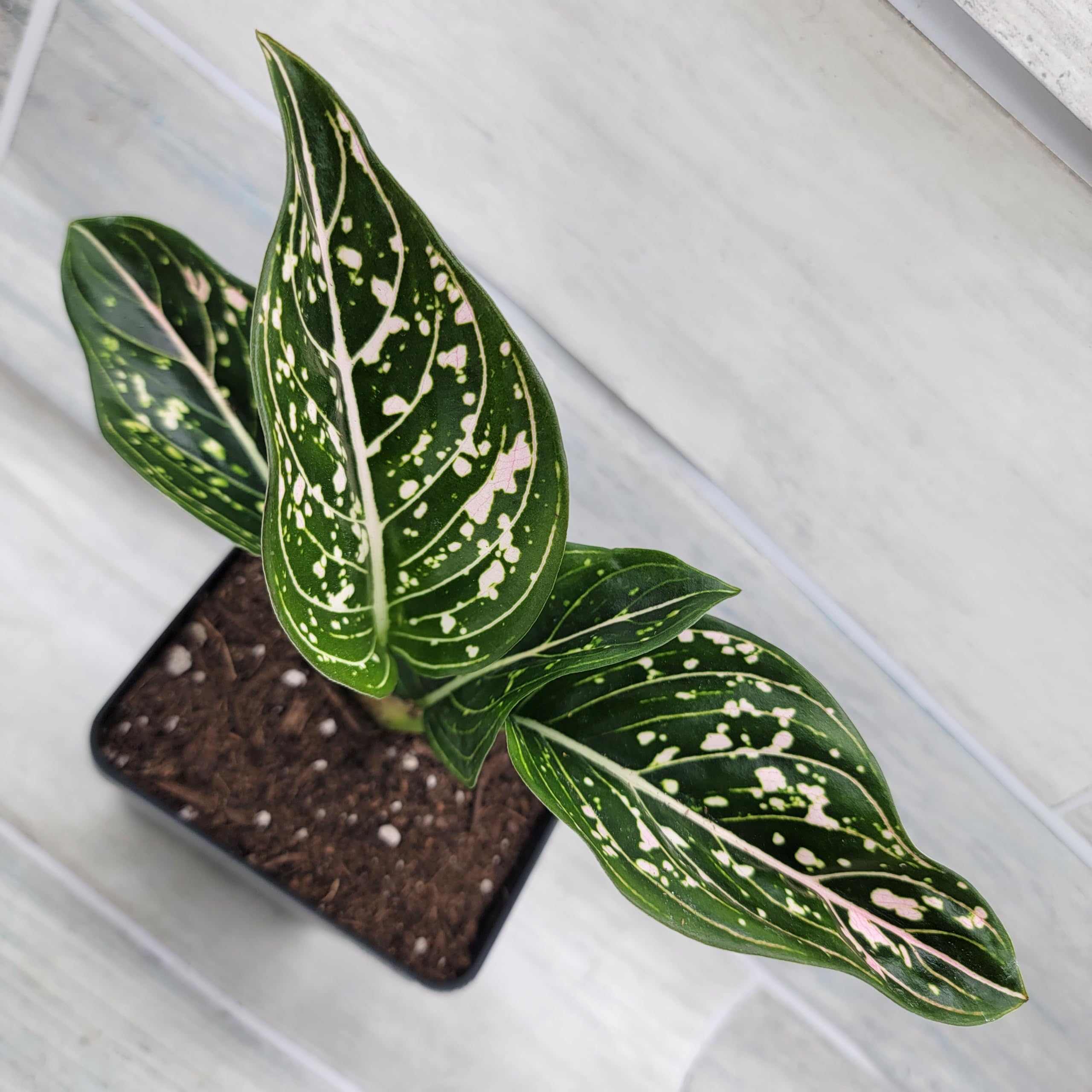 Amazon.com : Chinese Evergreen Plant - Aglaonema Siti Nurhaliza